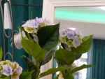 Willy-Beyer-KG_Fruehjahr-Sommer_2020_013_small.JPG