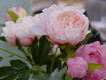 willy-beyer-kg_fruehjahr-sommer-2018_002.JPG